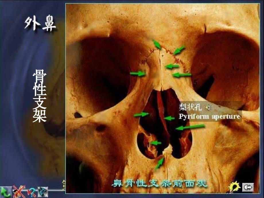 鼻解剖生理课件PPT_第4页