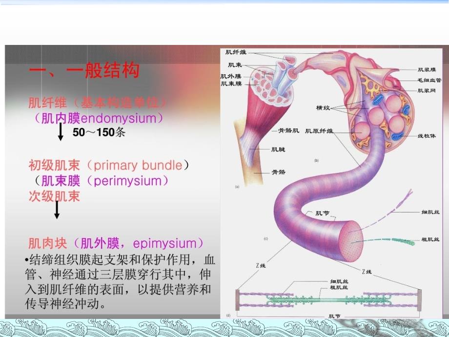 肉的组织结构和化学成分课件PPT_第4页