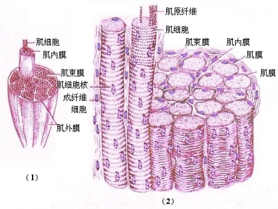 肉的组织结构和化学成分课件PPT_第5页