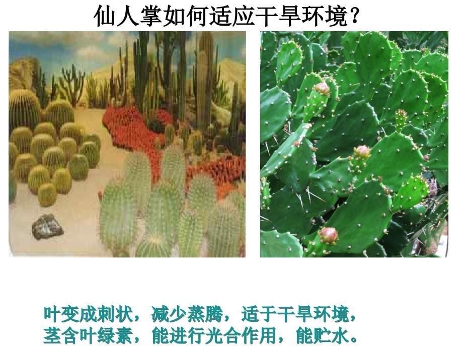 生物对环境的适应与作用学习资料_第5页