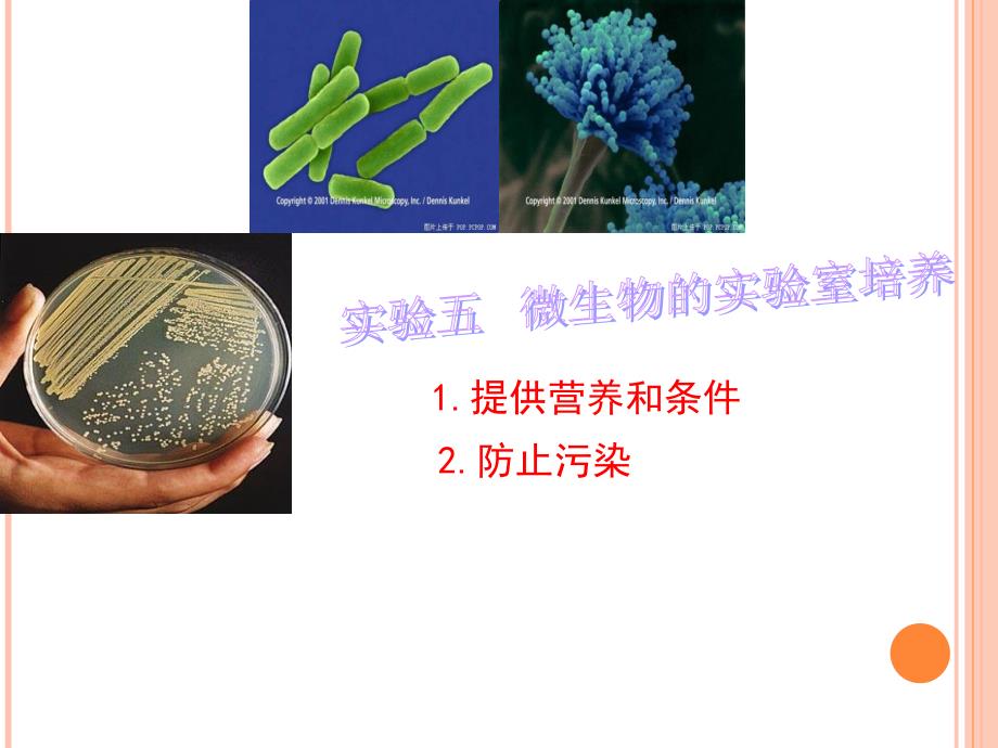 实验五-微生物培养基配制与灭菌教案资料_第1页