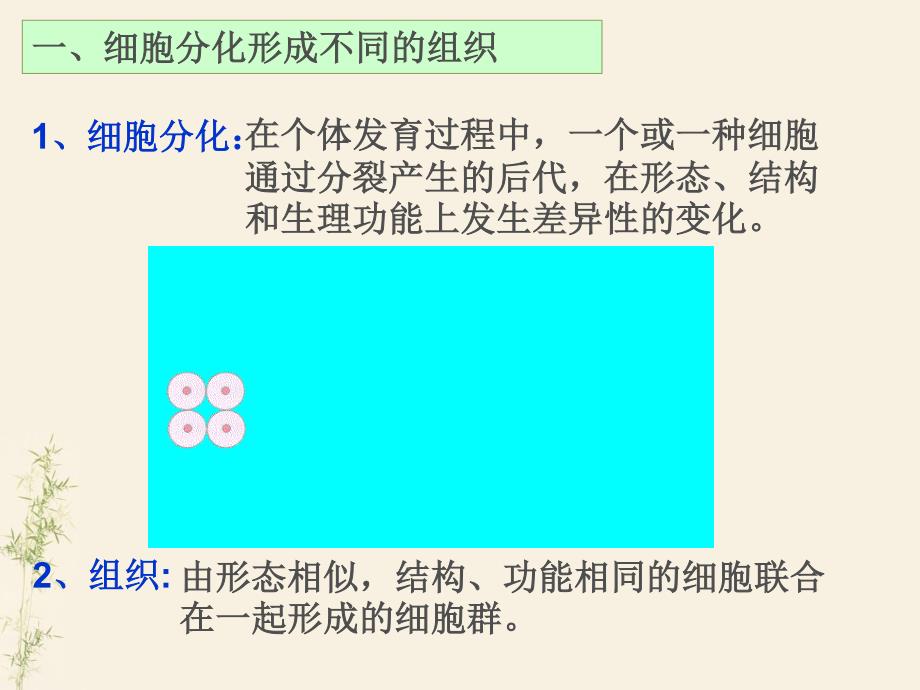 人体的结构层次教学内容_第4页