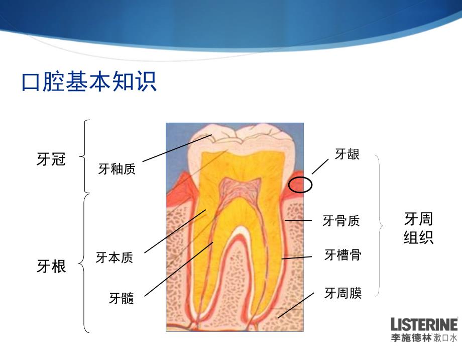 孕妇口腔保健课件PPT_第2页