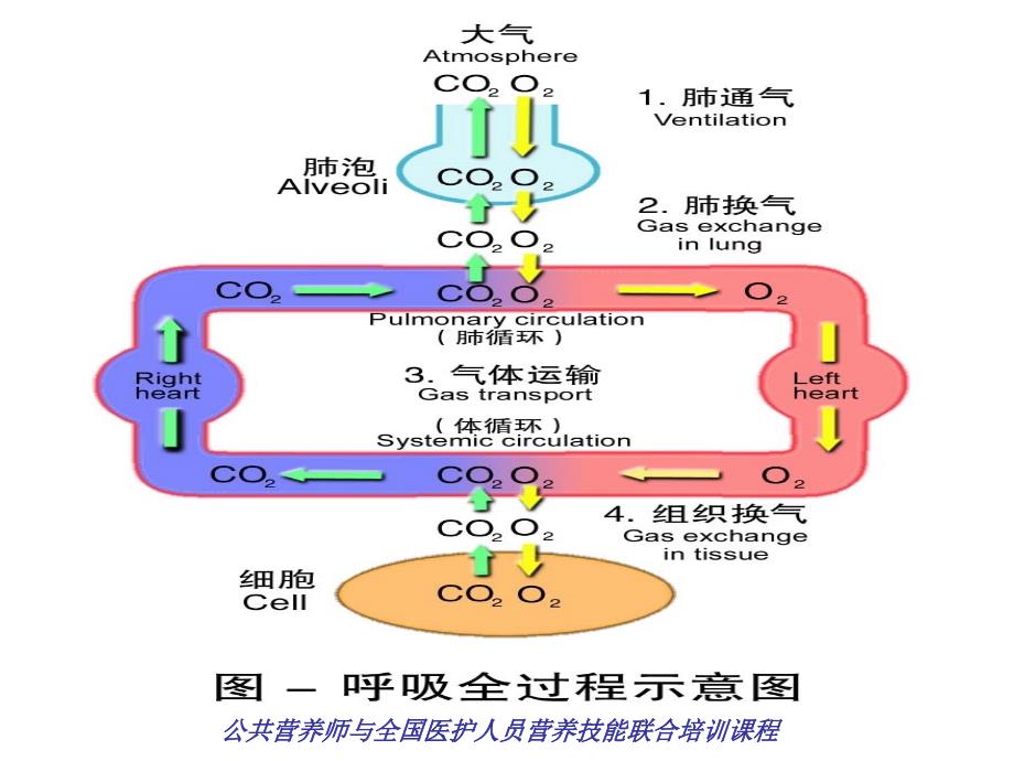 呼吸系统疾病的营养治疗课件PPT_第4页