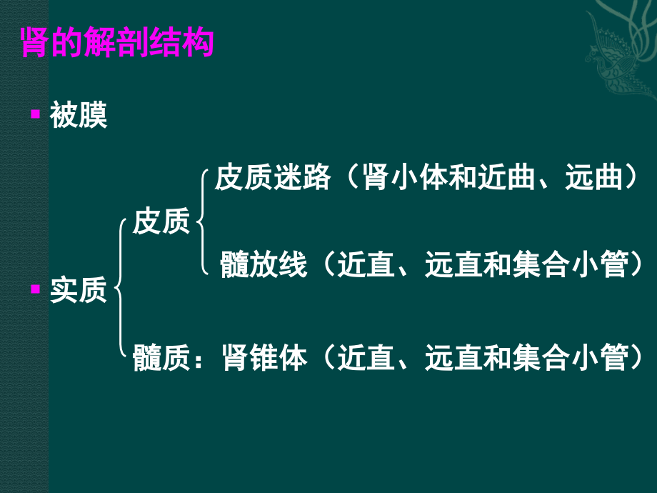 组织学与胚胎学泌尿系统课件PPT_第3页