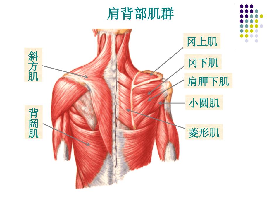 肩部损伤课件PPT_第4页