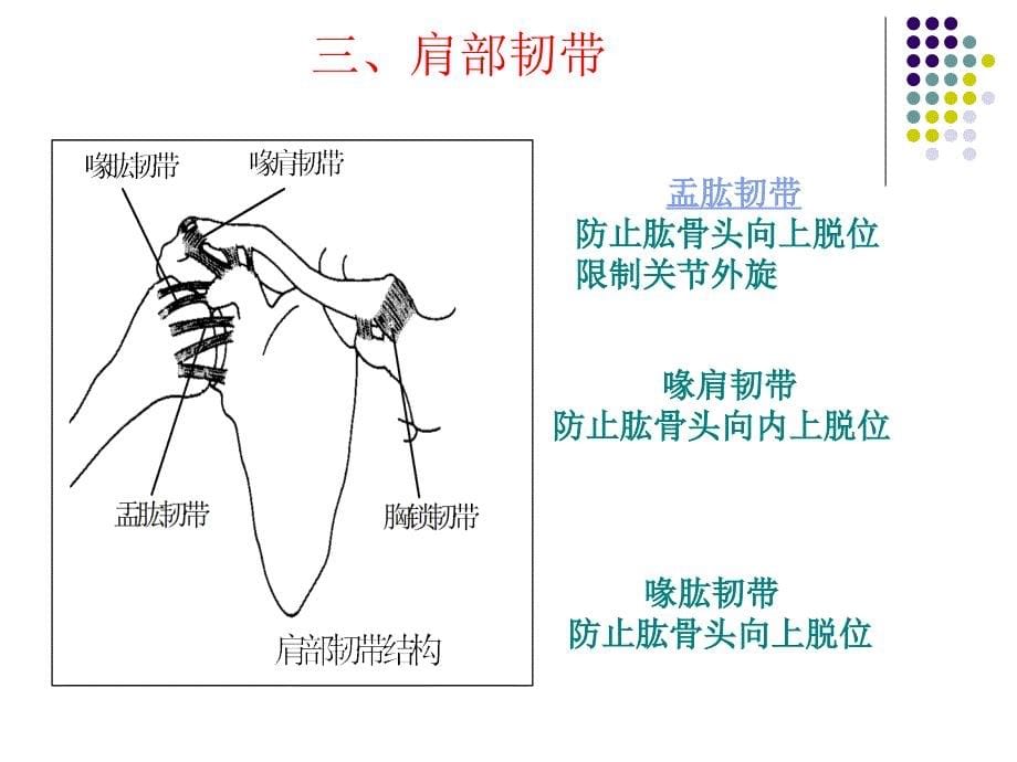 肩部损伤课件PPT_第5页