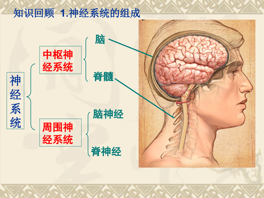 通过神经系统的调节知识讲解_第2页