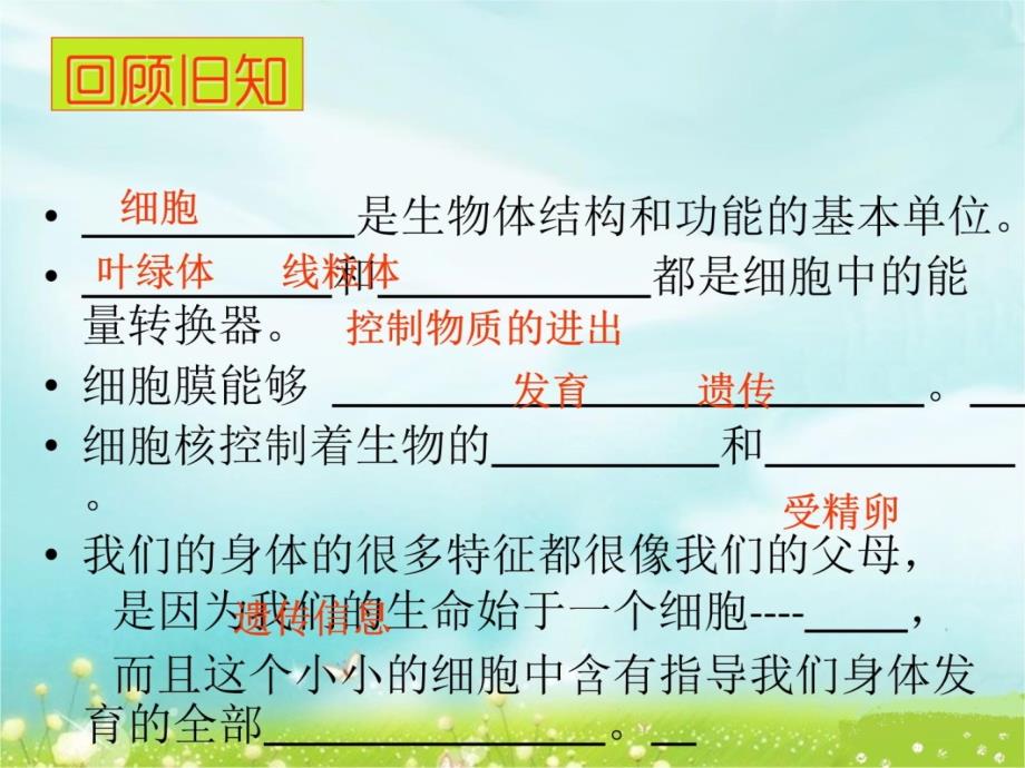 细胞通过分裂产生新细胞-公开课-课件-优质教学文稿_第3页