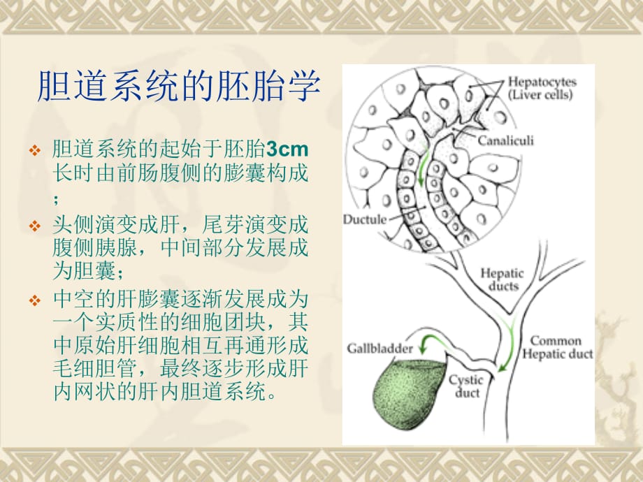 胆道解剖课件PPT_第2页