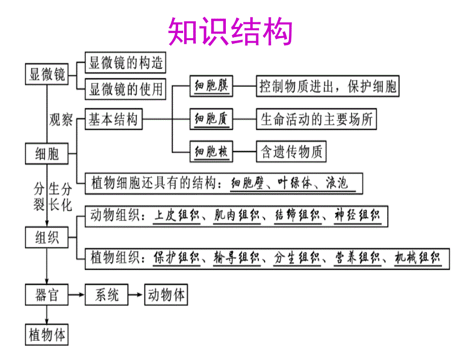 细胞组织器官和系统的复习课件PPT_第3页