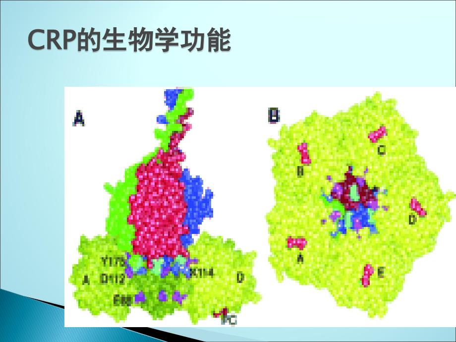 C反应蛋白及临床应用课件PPT_第4页