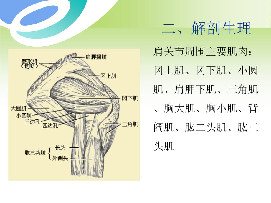 肩周炎精课件PPT_第5页