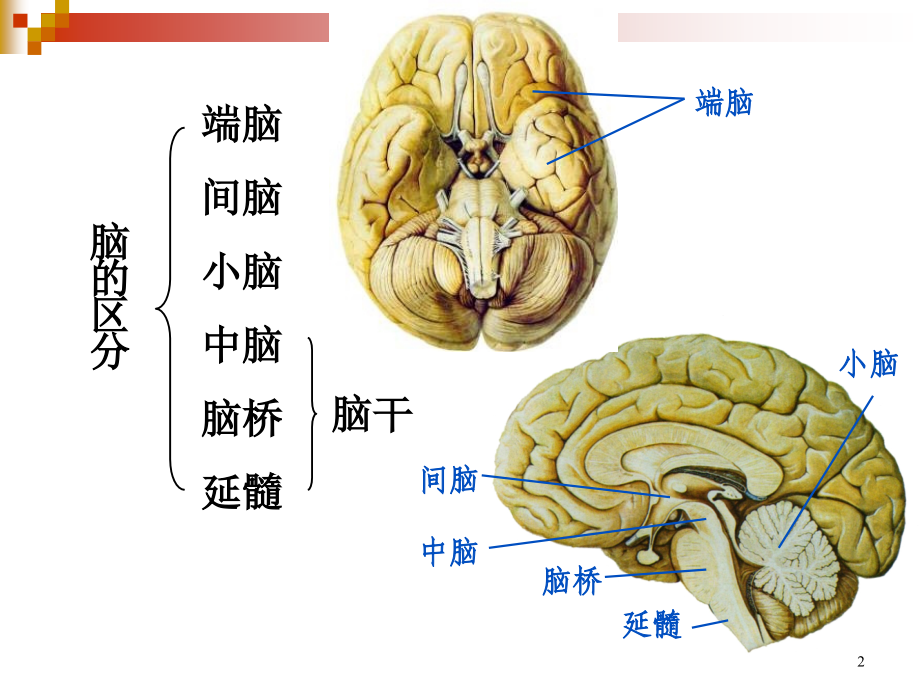 解剖学原理之脑干课件PPT_第2页