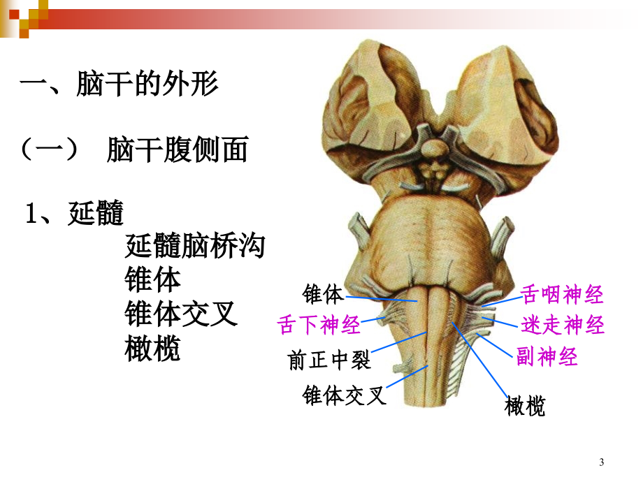 解剖学原理之脑干课件PPT_第3页