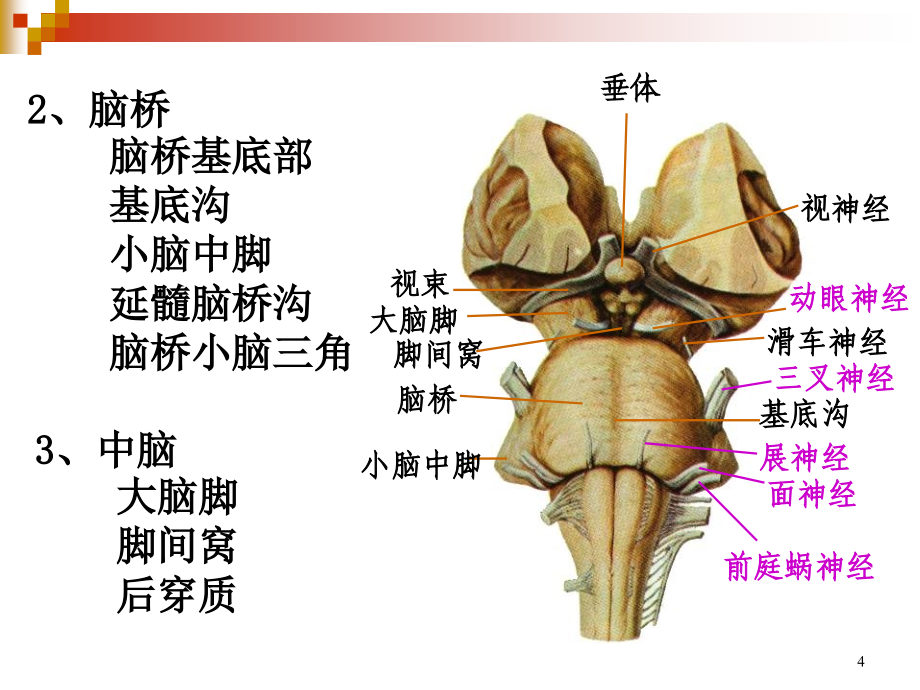 解剖学原理之脑干课件PPT_第4页