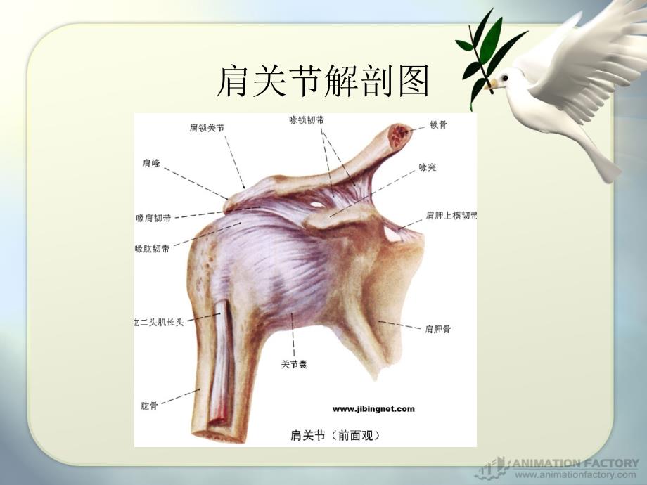 肩关前脱位课件PPT_第4页