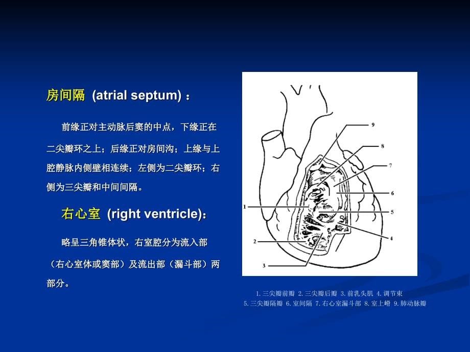 心脏彩超操作临床应用课件PPT_第5页