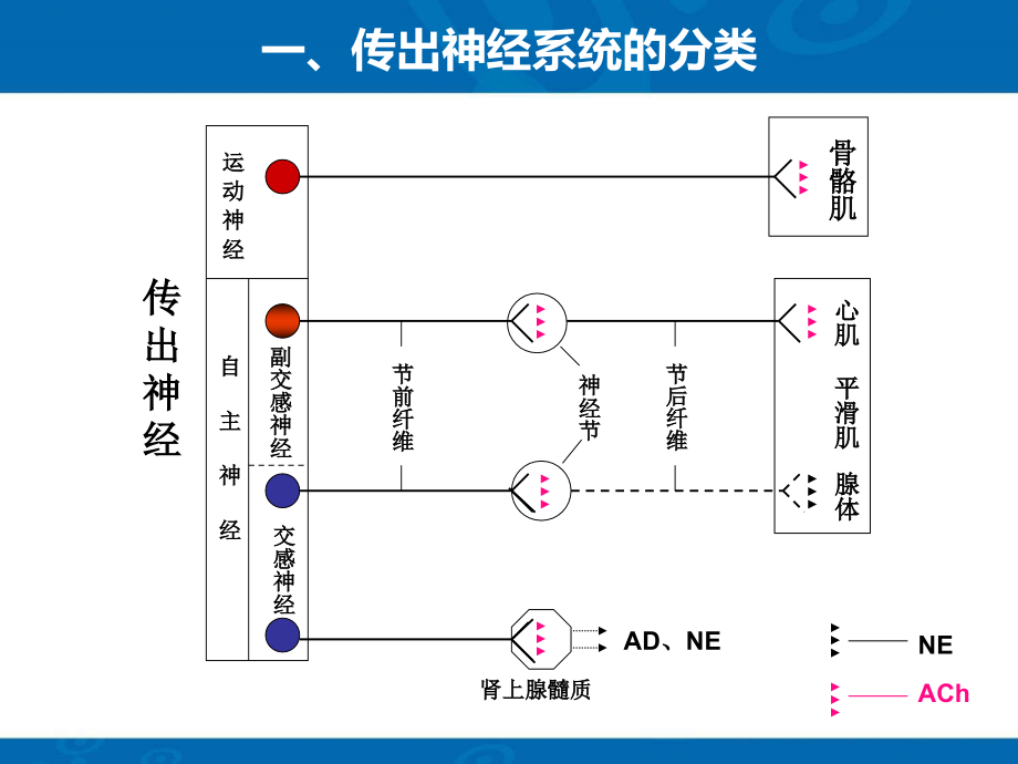 传出神经系统药物课件PPT_第4页