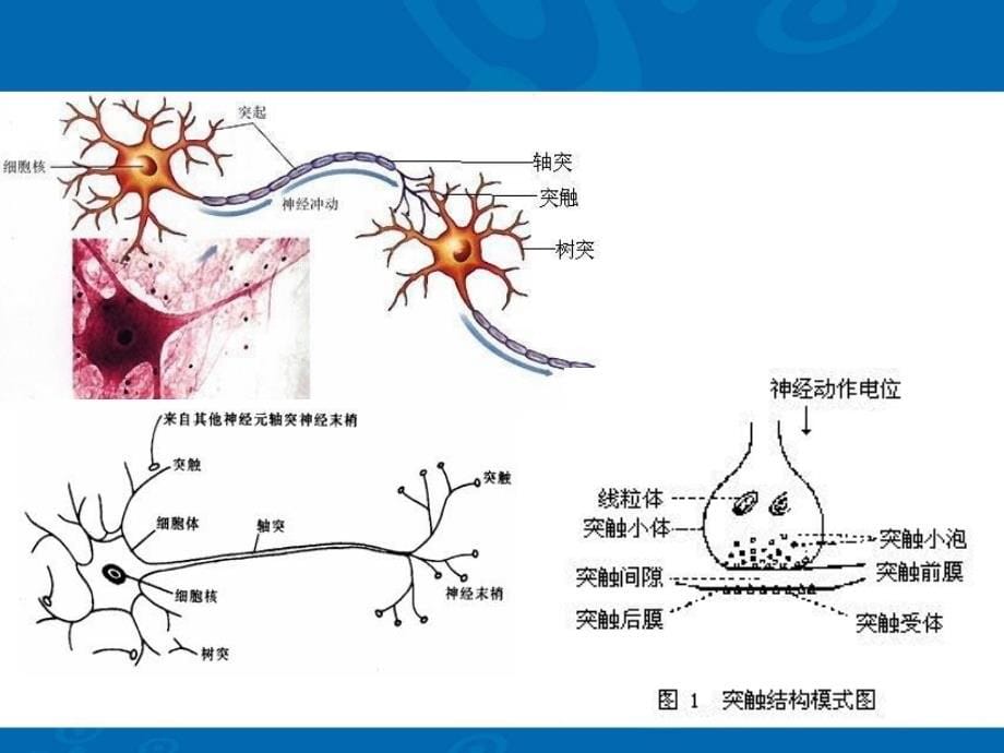 传出神经系统药物课件PPT_第5页