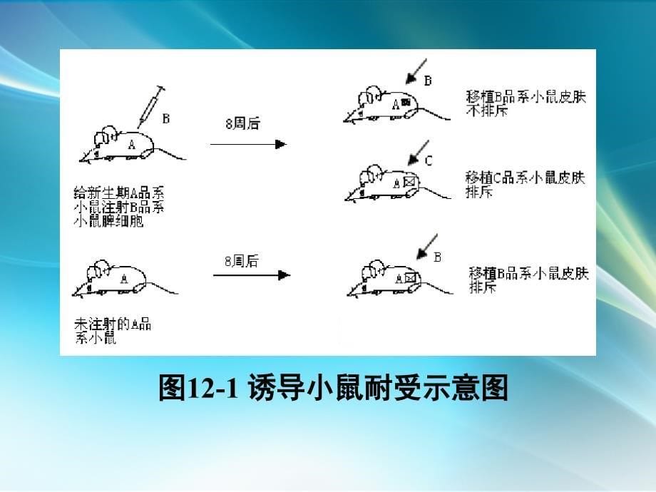 免疫耐受形成的机制课件PPT_第5页