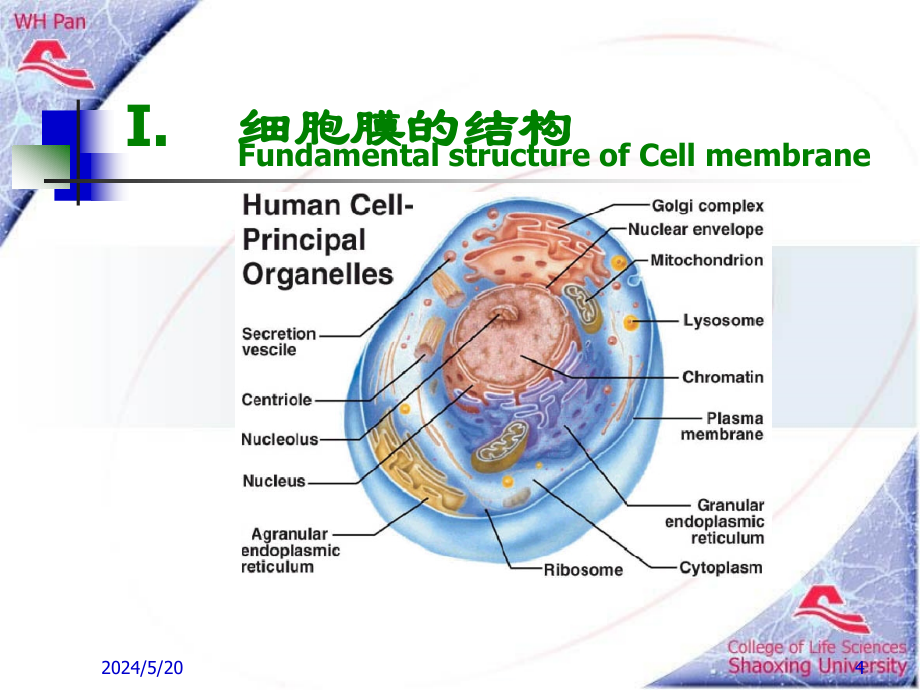 神经肌肉般生理课件PPT_第4页