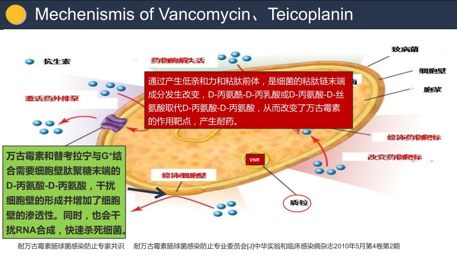 糖肽类抗菌药物优缺点比较课件PPT_第4页