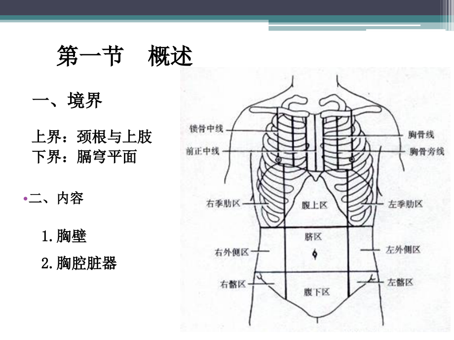 胸部解剖概述课件PPT_第3页