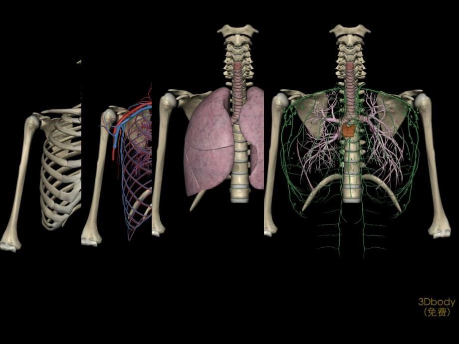 胸部解剖概述课件PPT_第5页