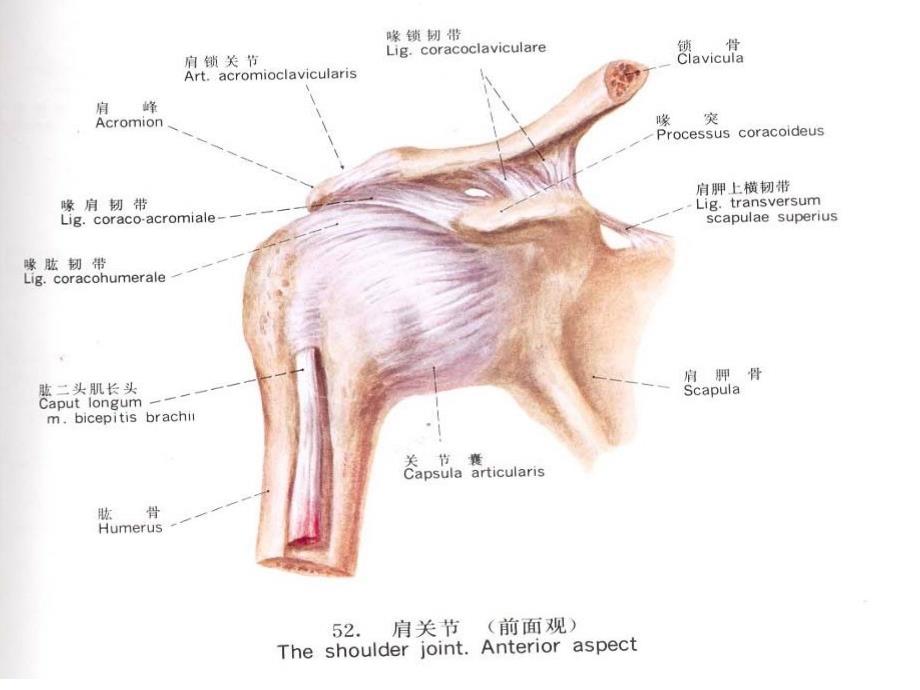 肩关炎课件PPT_第4页