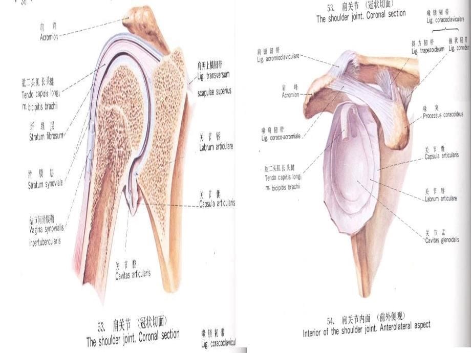 肩关炎课件PPT_第5页
