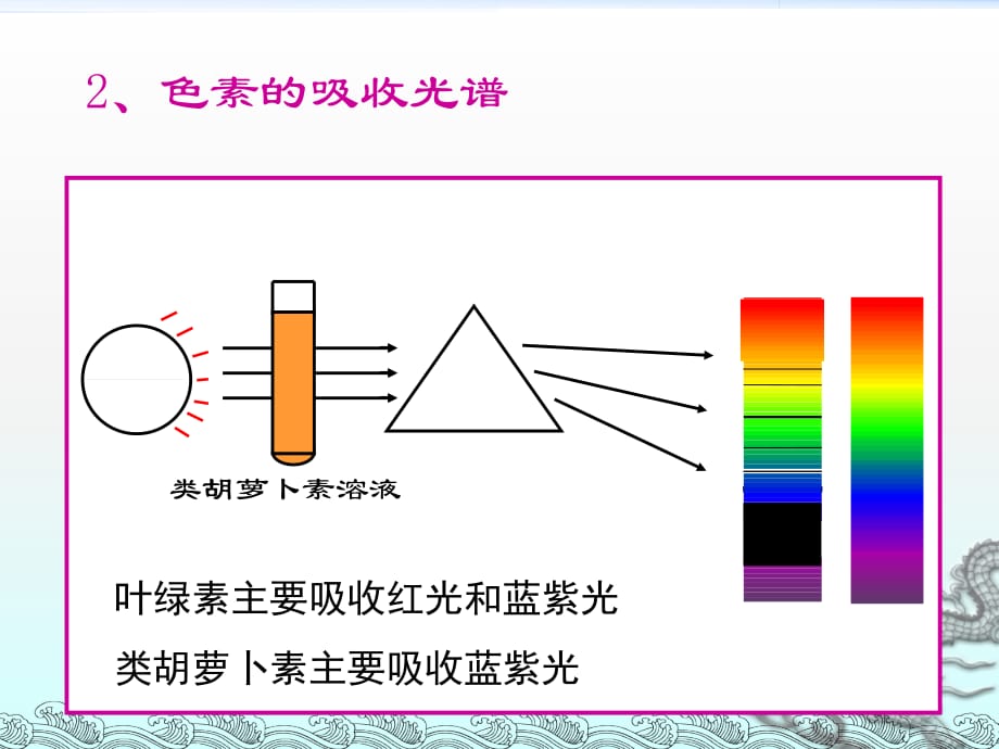 光合作用课件PPT_第5页