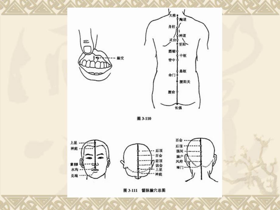 经络腧穴各论课件PPT_第3页