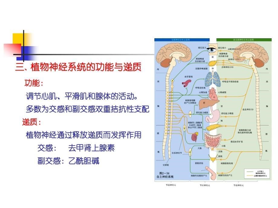 交感神经系统激活与心血管疾病课件PPT_第5页