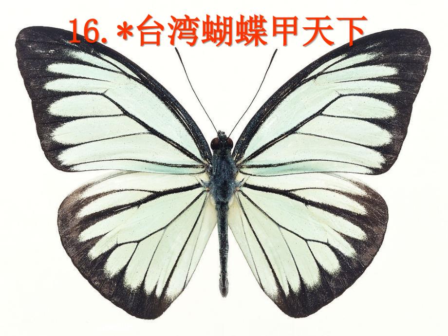 台湾蝴蝶甲天下课件学习资料_第2页
