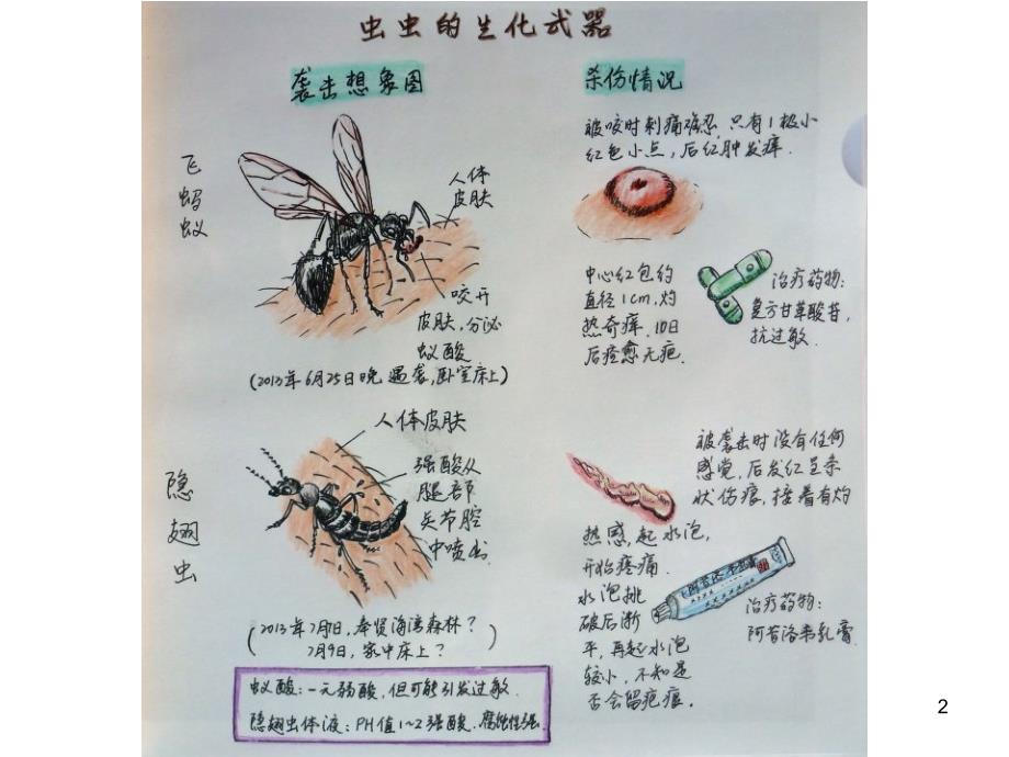 昆虫自然笔记PPT演示课件_第2页