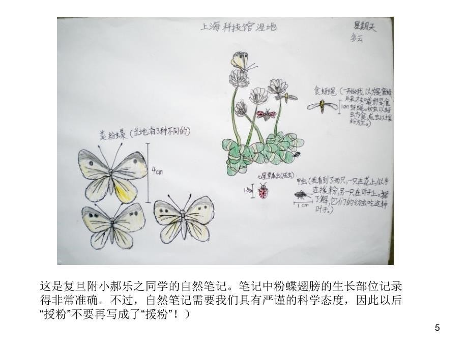 昆虫自然笔记PPT演示课件_第5页