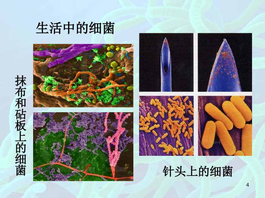 新人教版八年级生物上册第四章第一节《细菌和真菌的分布》PPT演示课件_第4页