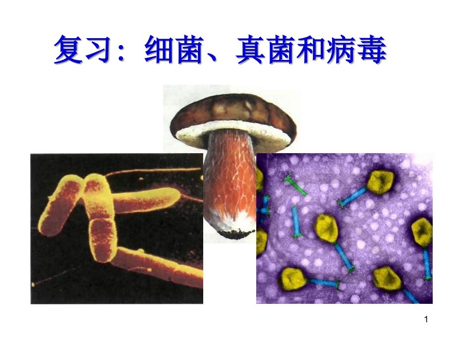 初二生物细菌、真菌和病毒复习PPT演示课件_第1页