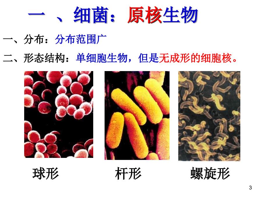 初二生物细菌、真菌和病毒复习PPT演示课件_第3页