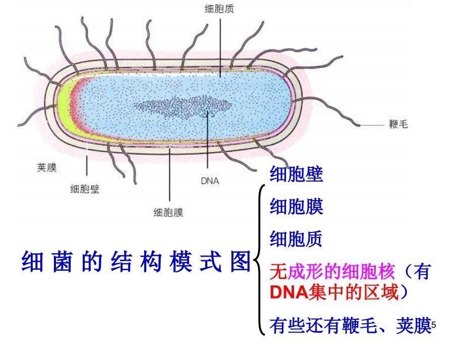 初二生物细菌、真菌和病毒复习PPT演示课件_第5页