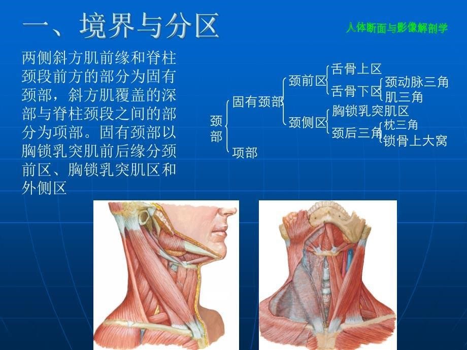 颈部断层解剖学PPT演示课件_第5页