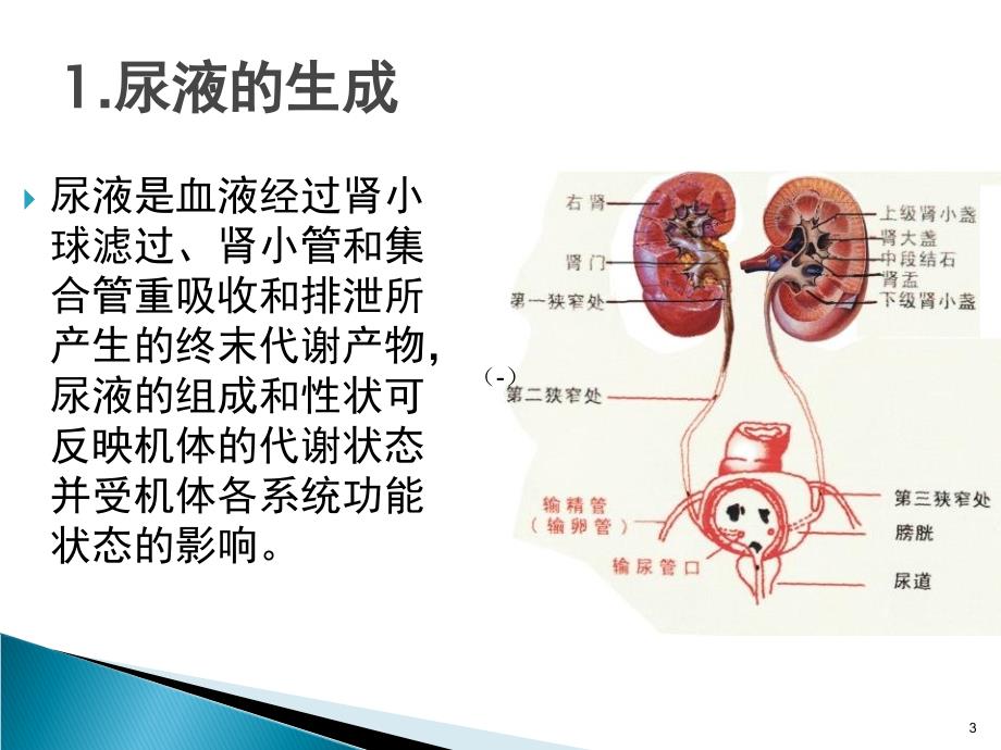 尿液分析PPT演示课件_第3页