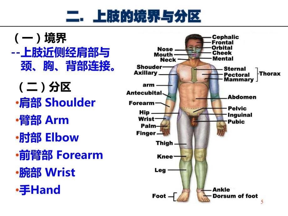 局部解剖学上肢PPT演示课件_第5页