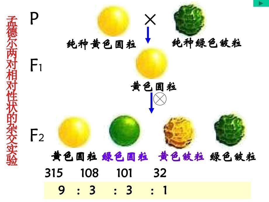 公开课孟德尔的豌豆杂交实验PPT演示课件_第5页