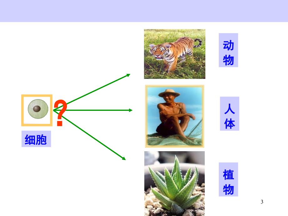 动物体的结构层次PPT演示课件_第3页