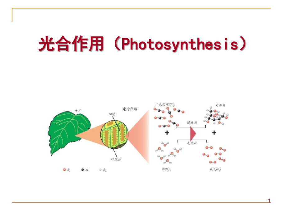 植物生理学-光合作用PPT演示课件_第1页