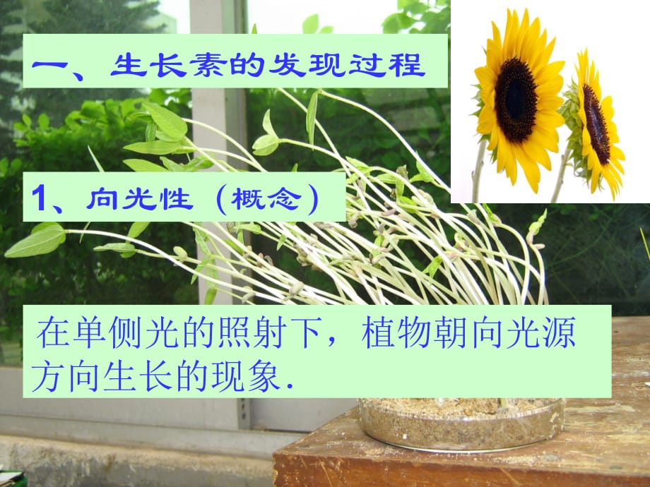 植物的激素调节(精品)教学内容_第4页