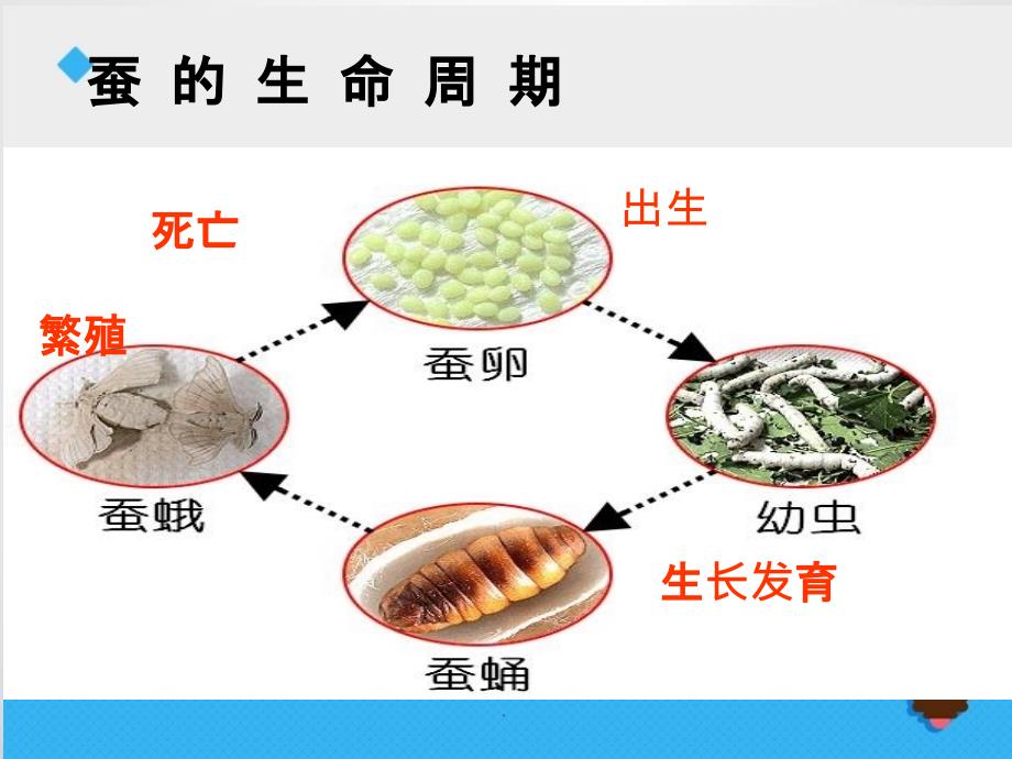 《其他动物的生命周期》ppt课件_第2页