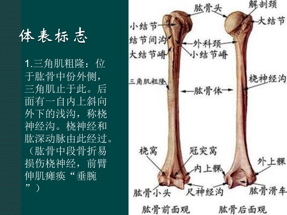 上肢课件PPT_第2页